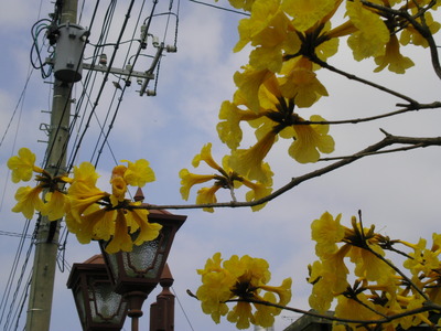 イペー