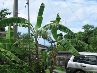 上江洲売地