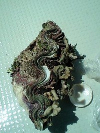 9月8日の記事 2010/09/08 16:14:14