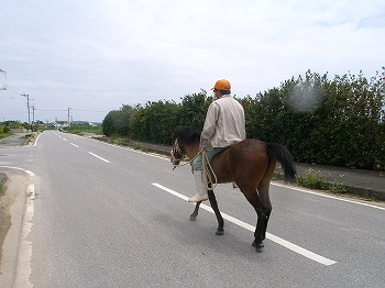 カメラ目線の馬