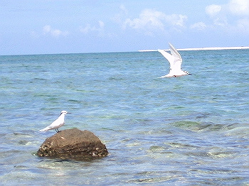 夏鳥が・・・