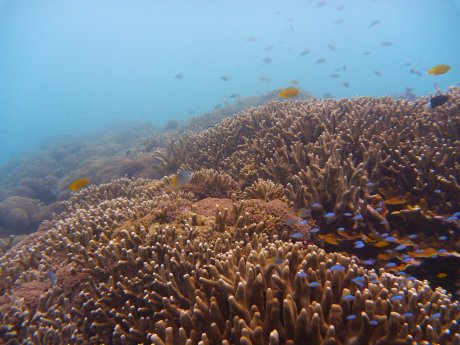 幸か不幸か海水温30度 国頭の海よ いつもありがとう