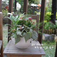 「ちゅらはな」寄せ植え 2011/04/02 11:27:09