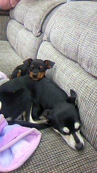 仲良しラッキーチビタン 2015/06/02 11:50:22