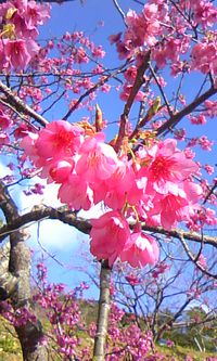 桜を見に行ってきました。 2014/01/26 20:09:26