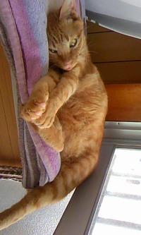 寝起き！ 2015/06/20 05:43:30