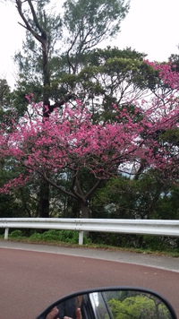 桜　八重岳 2016/02/18 20:50:30