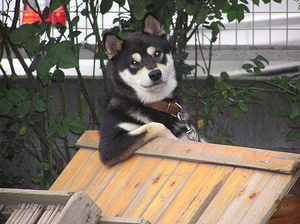 メンズカット メンズパーマ レオン久保田店 犬vs猫