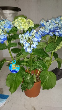 綺麗なブルー 2016/05/15 23:53:19
