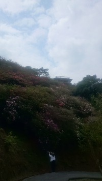 ツツジ(*´ω｀*) 2016/03/16 07:16:18