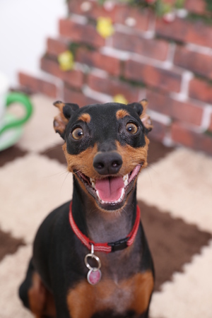 犬に表情はあるのか？