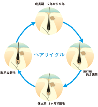 毛髪知識！！ 2014/10/15 16:55:29