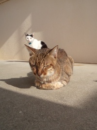 日向ぼっこ 2013/02/21 16:13:11