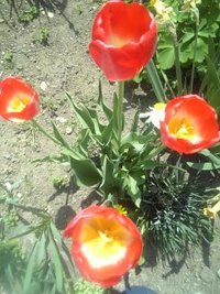 メルヘン畑 2008/05/04 11:51:15