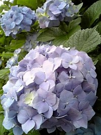 ６月、梅雨、紫陽花。 2008/06/08 09:01:15