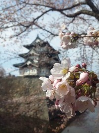 ラスト桜。 2010/05/10 23:14:45
