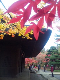 紅葉狩り。 2010/11/24 22:01:05