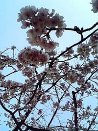 春みっけ。 2009/03/18 08:40:38