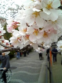 花見１。 2010/04/04 16:04:35