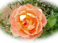 結婚しない男 2008/03/16 20:41:02