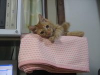 女は厄介だ！？ 2008/02/22 19:00:00