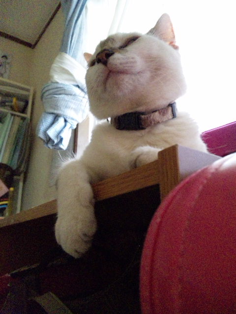 好き