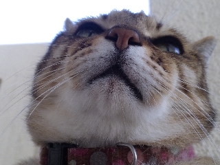 好き