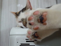 仙台へおめでとう 2012/11/23 23:21:36
