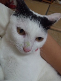 お帰り華どこからですか？ 2012/06/18 20:37:17