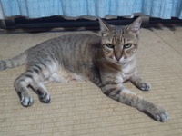 七夕ですね。 2012/07/07 19:48:39