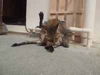 お風呂日和 2012/06/28 16:07:43