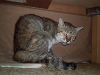 あけましておめでとうございます 2013/01/01 08:58:17