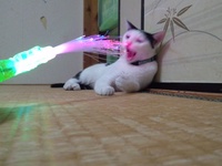 お祭り気分を 2012/07/14 21:57:13