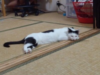 ボンボン 2012/07/12 20:53:18