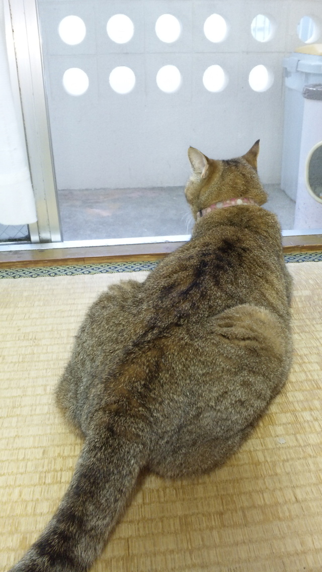雨を見つめ=^_^=雨と遊ぶ