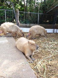 ネオパーク沖縄に行ってきました 2014/01/14 13:41:18