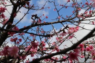 桜を見に行きました