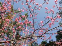 桜満開