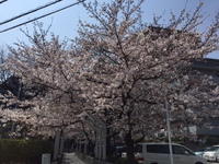大阪の桜 2015/04/02 23:11:23