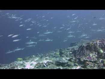 Dive No.6681 Koodoo-Maamendhoo Channel cross