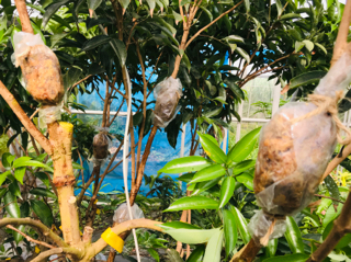 レイチ ライチ マンゴー果樹園 La Mangue Bleue
