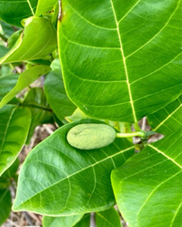 着果