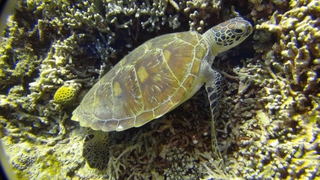 海ガメ
