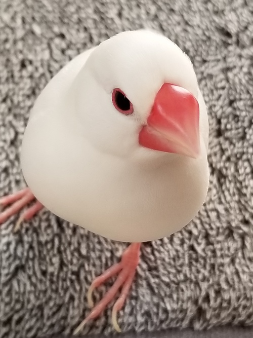 白文鳥　迷子　ペット