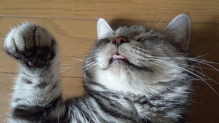 (=^・^=)　招きミーです！