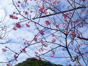 本部町の八重岳に家族で日本１咲くのが早いヒカン桜を見てきました。
