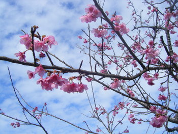 本部町の八重岳に家族で日本１咲くのが早いヒカン桜を見てきました。