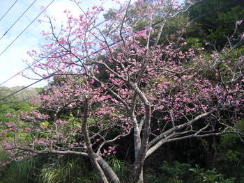 本部町の八重岳に家族で日本１咲くのが早いヒカン桜を見てきました。