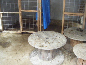 首里石嶺のヤギ小屋を清掃しました。