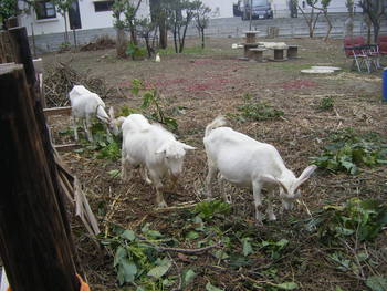 首里石嶺のヤギ小屋を清掃しました。